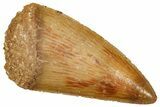 Serrated Raptor Tooth - Real Dinosaur Tooth #371389-1